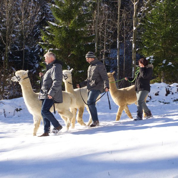 Wandergruppe auf dem Rückweg von der Alpaka Wanderung. Drei Erwachsene mit drei Alpakas wandern im Schnee.