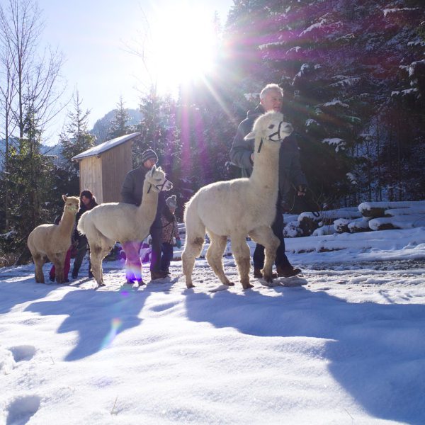Alpaka Wanderung im Winter bei Sonnenschein. Die Wandergruppe und die Alpakas gehen eine Forststraße entlang.