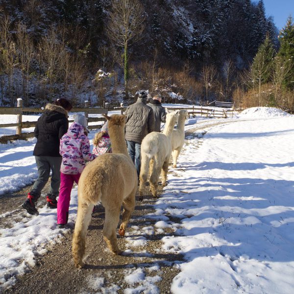Alpaka Wanderung im Winter. Wandergruppe von hinten mit drei Erwachsenen und zwei Kindern. Drei Alpaka Hengste sind an die Leine genommen
