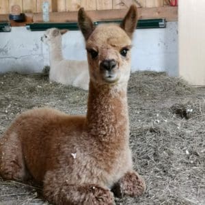 Großaufnahme von Alpaka Junghengst Linus im Stall. Unsere Alpakas zu besuchen lohnt sich für alle, die diese süßen Tiere kennenlernen wollen.