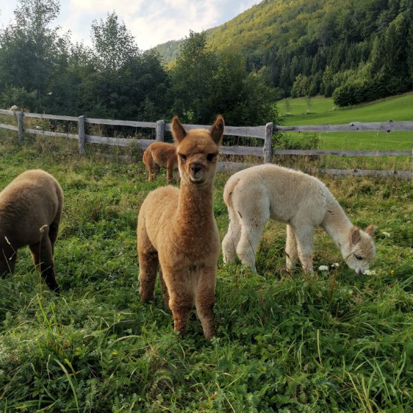 Alpaka Junghengst Linus beim Grasen mit den Jungstuten Freya und Ruby. Wenn Leute unsere Alpakas besuchen bekommen sie solche Momente zu sehen.