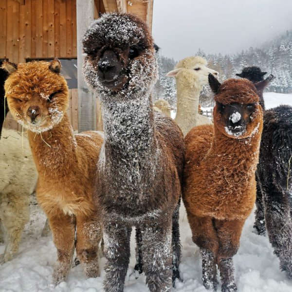 Die Alpakas Linus, Freya und Flynn stellen sich für ein Portrait auf. Sie sind am Fell mit Schnee bedeckt.